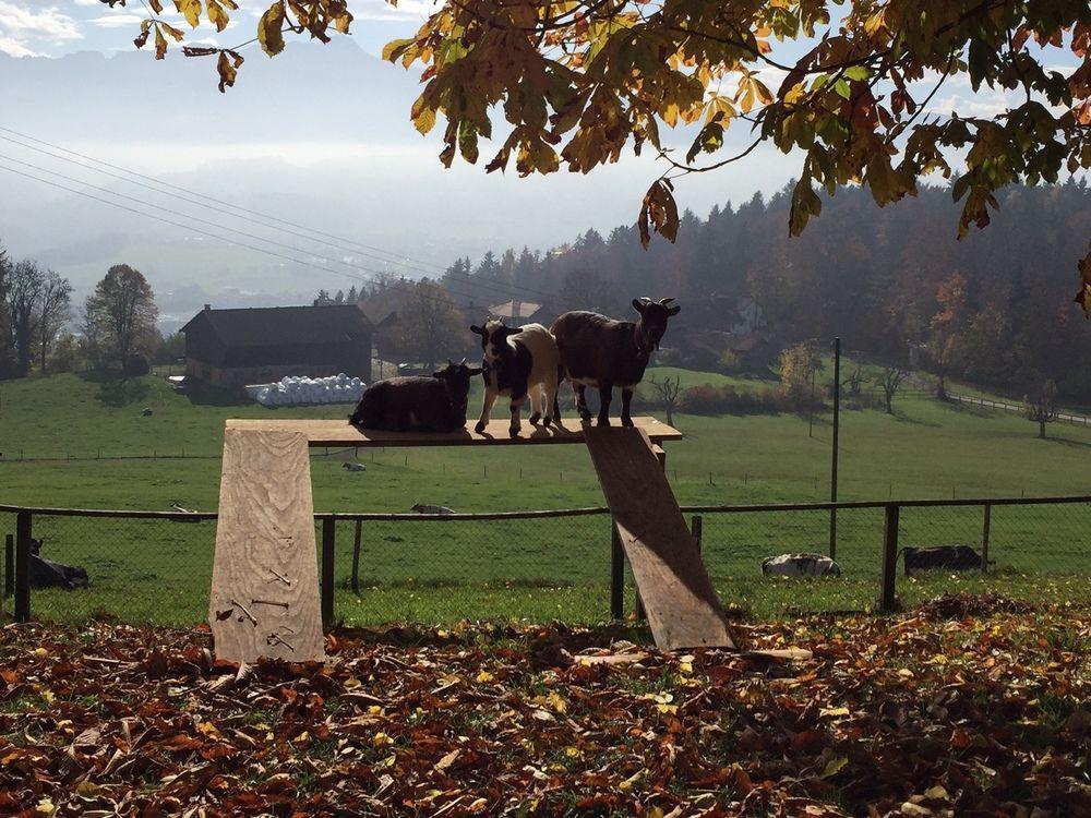 Landgasthof Saentisblick Abtwil Exterior foto